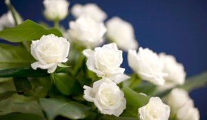 Image of white roses for funeral flowers services when arranging a funeral