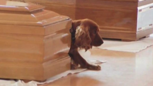 Image of dog waiting by owners coffin for a blog about whether dogs mourn
