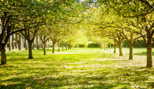 image of park lined with trees for 10 ways to Honour your loved one's ashes blog post