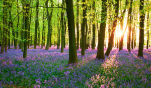 image of a woods with bluebells for the scattering of cremated remains for cremated remains options