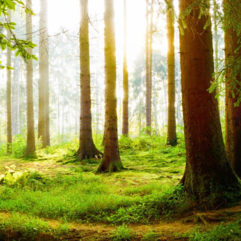 Simple Funeral Services, Croydon Rowland Brothers Funeral Directors