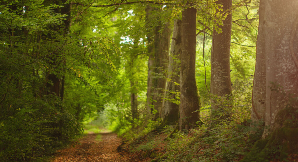 English Woodland