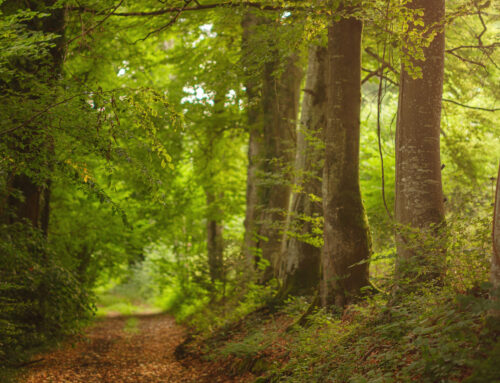 Discover Peaceful Woodland Burial Sites in and Around Croydon